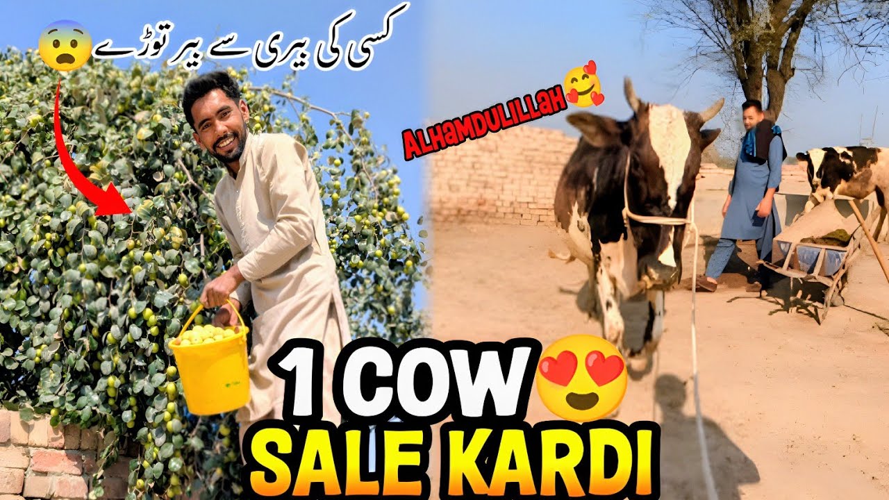 1 Cow 🐮 Sale Kardi 😍 Alhamdulillah! آج کسی 😨کی بیری سے بیر🍒 توڑے 