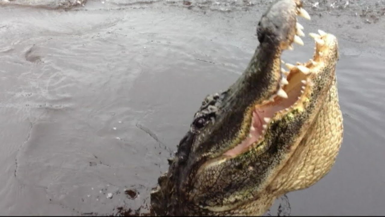 Gator traps 15-year-old girl in tree
