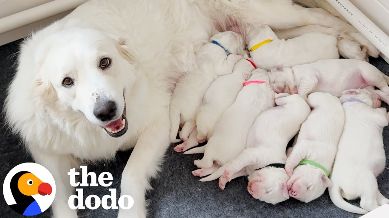 Couple Finds Out Their New Rescue Is Pregnant With Eight Puppies | The Dodo
