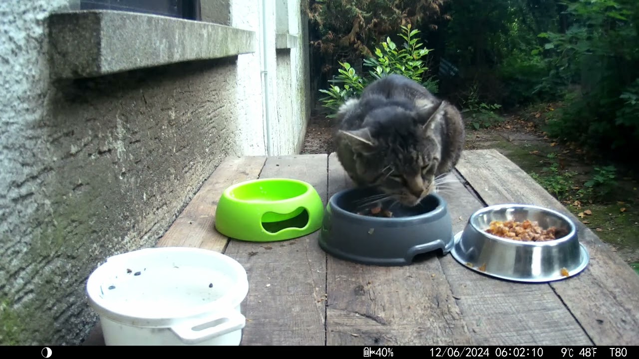 Trailcam 044 watching cats hang around Part1