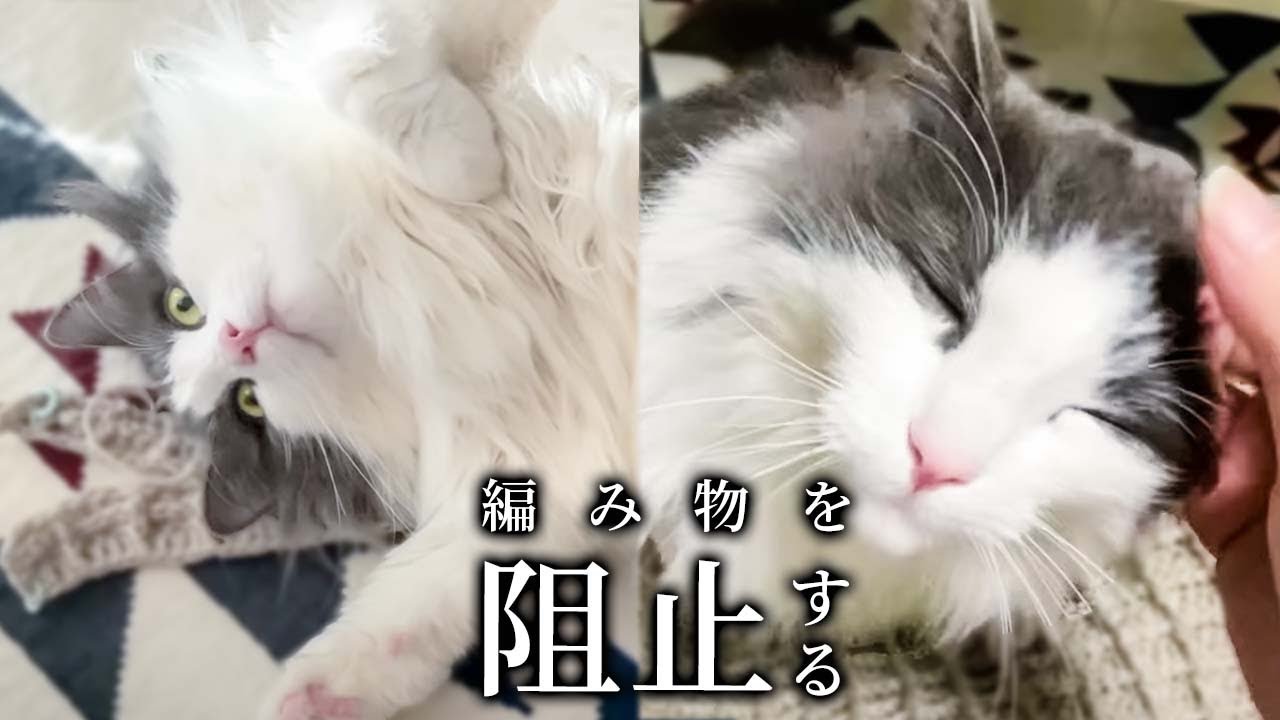 巨猫だって甘えたい！飼い主の邪魔をする猫たち！【ノルウェージャンフォレスト】