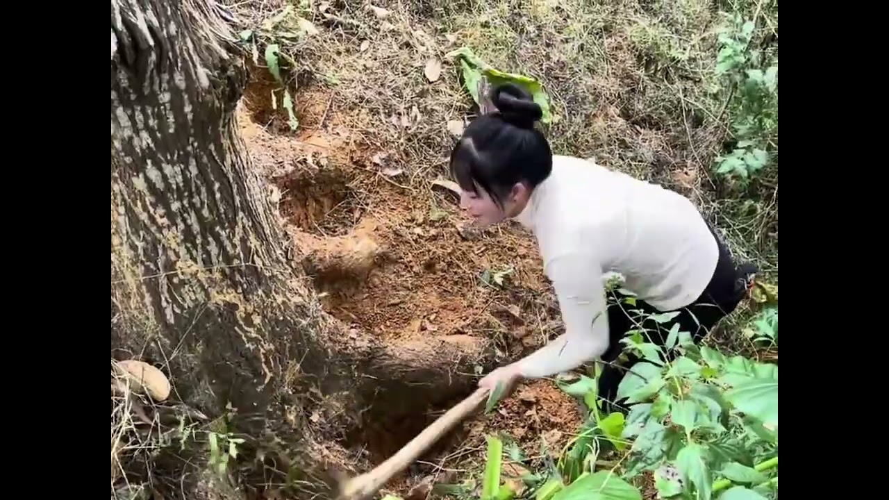 Jungle tree 🌲 crashed mood by me #lifeisbutadream 