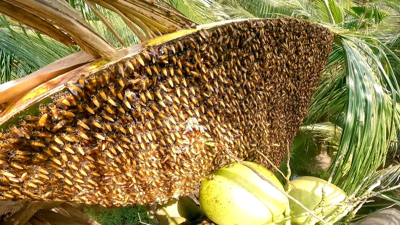 Bắt tổ ong khủng lồ đống trên cây dừa gần ba tháng không ai giám động tới
