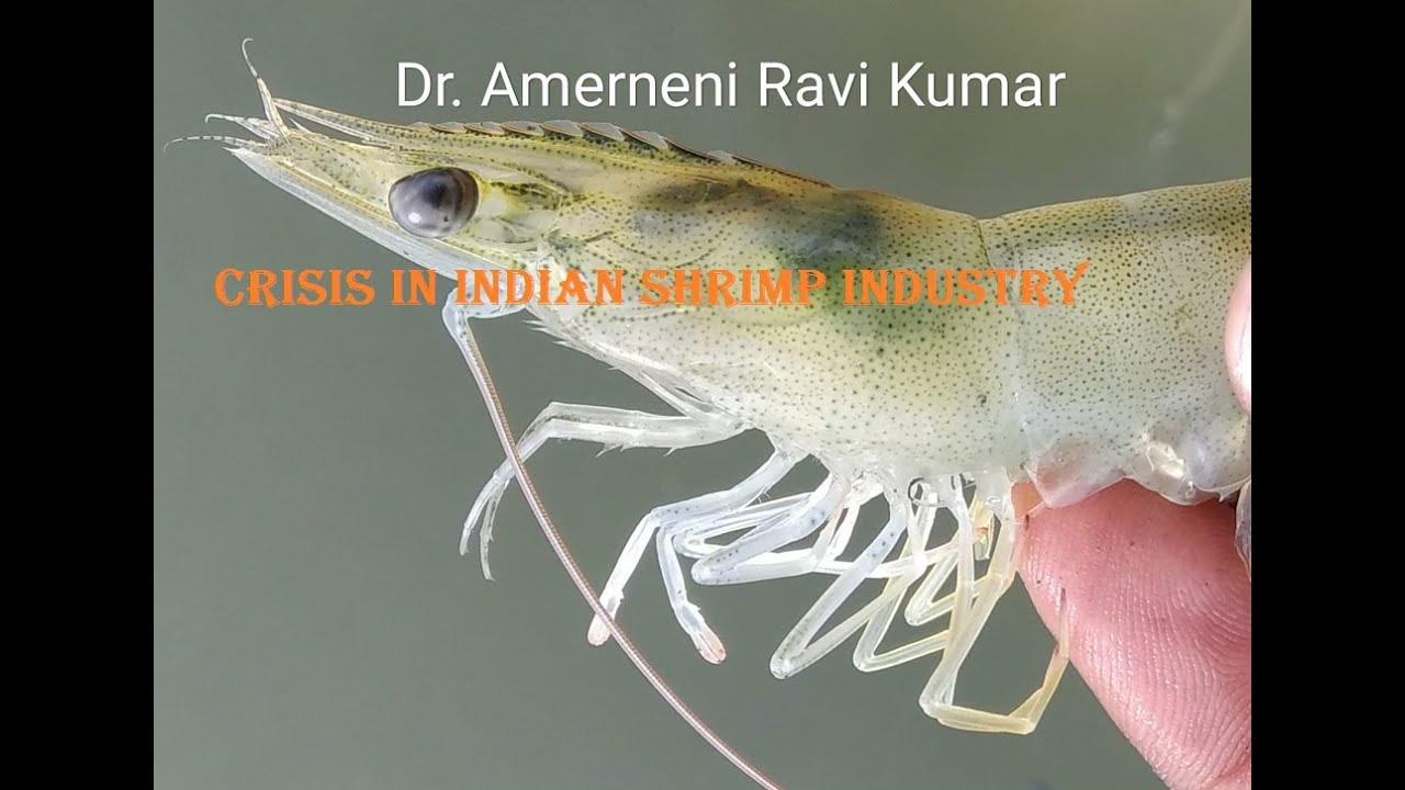 Crisis in Indian shrimp farming (Telugu)