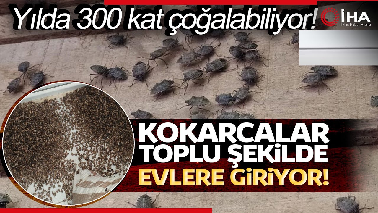Kahverengi Kokarcalar, Ordu’da Toplu Şekilde Evlere Giriyor