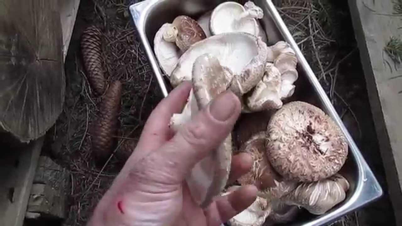 Shiitake mushroom yard - tour in early spring