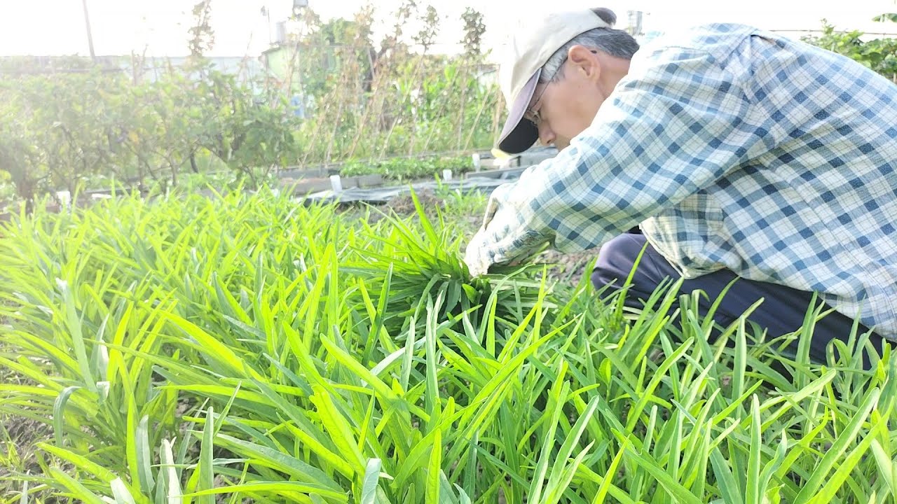 [狐狸菜園]有機種植的空心菜 又感染了白銹病 這次只好用土法煉鋼的方式降低影響 Controlling white rust of water spinach in organic farming