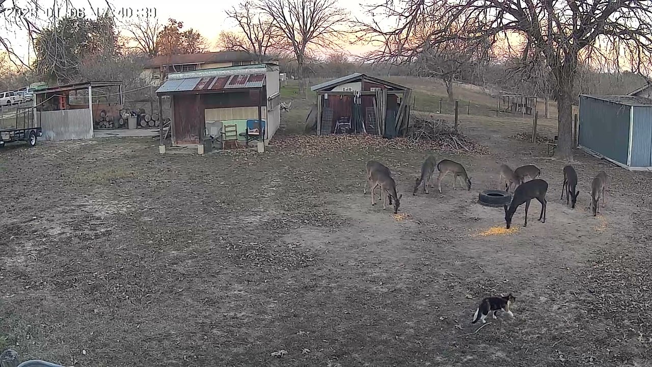 Deer feeding 01/06/2026 @chuckkeplar7043
