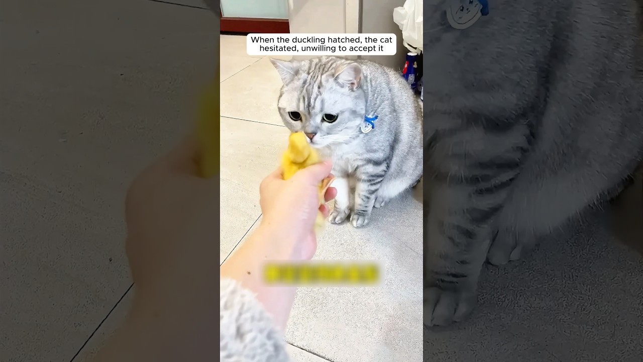 The cat nurtured a baby duck as its own with love