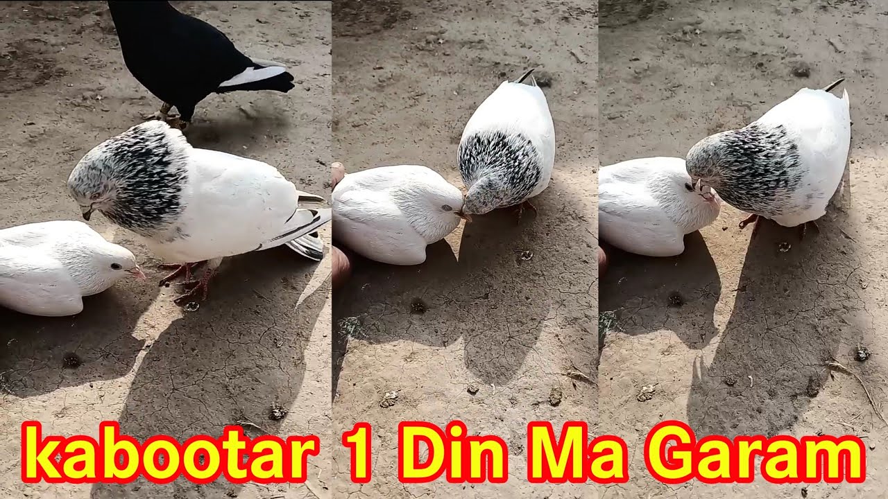 Nar Kabootar ko 1 Din ma garam karne ka Tarika Part 2