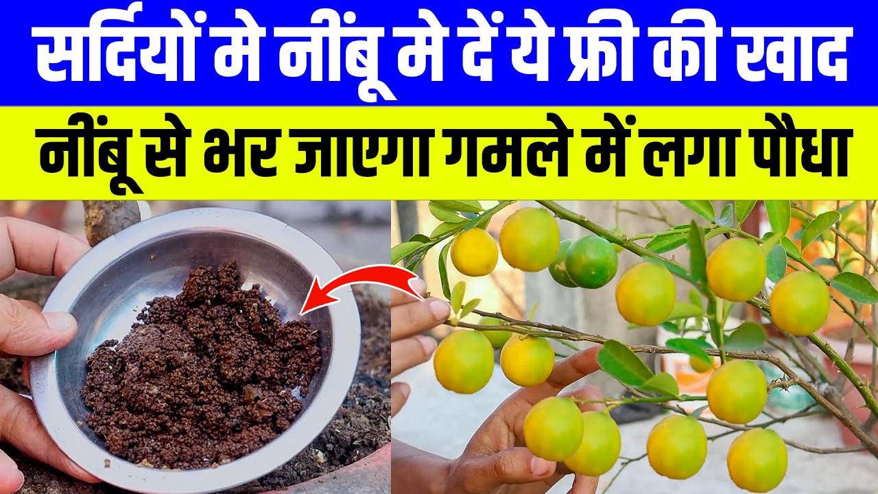 सर्दियों मे नींबू मे फ्री की खाद करे नींबू से भर जाएगा पौधा | lemon plants to grow at home