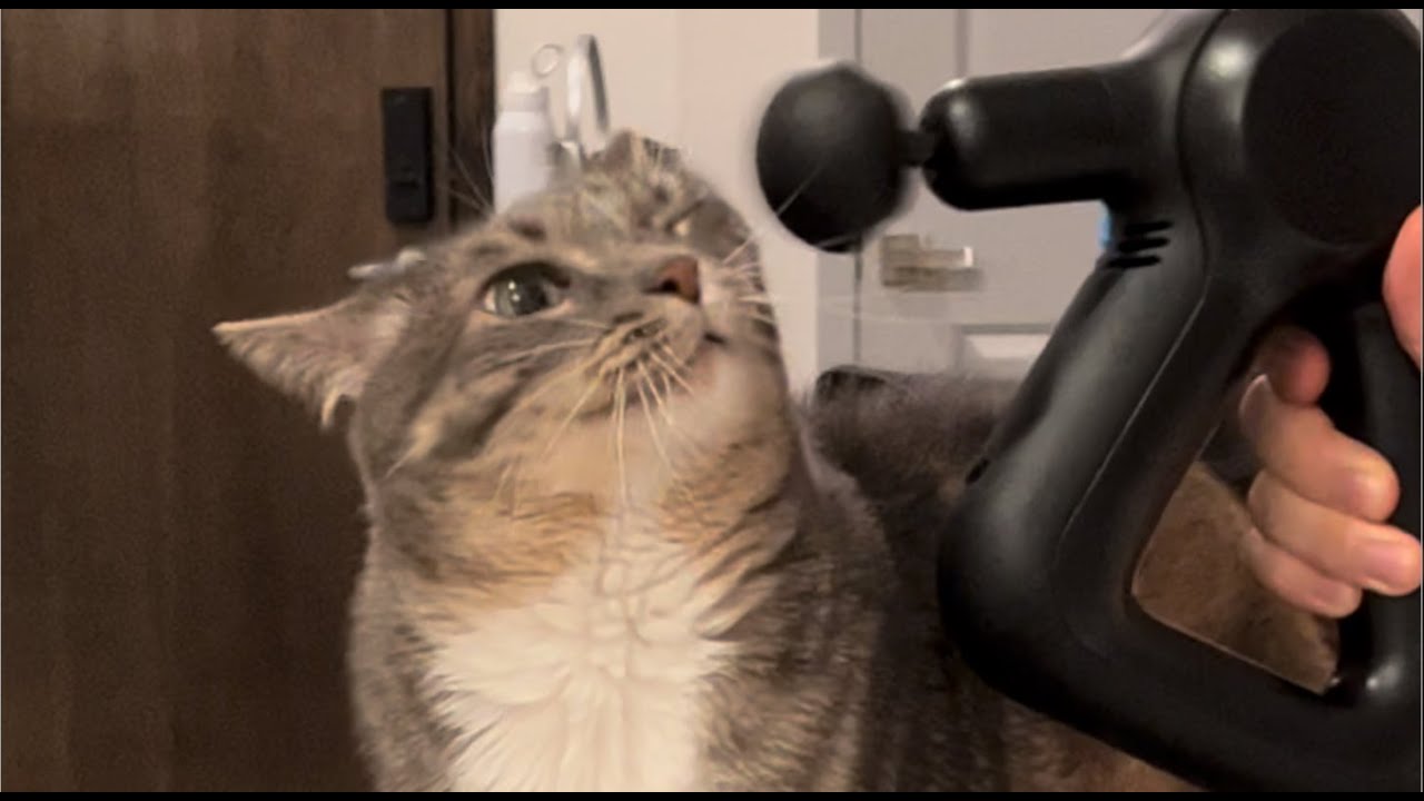 Cat VS Theragun 😂 Can a cat fall in love with a massage?! YES!!! #cat #funny