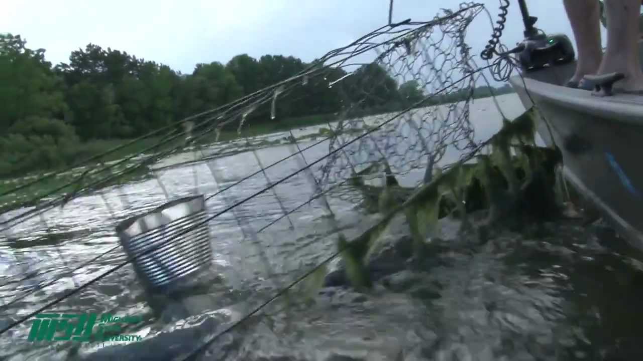 Turtle Trapping