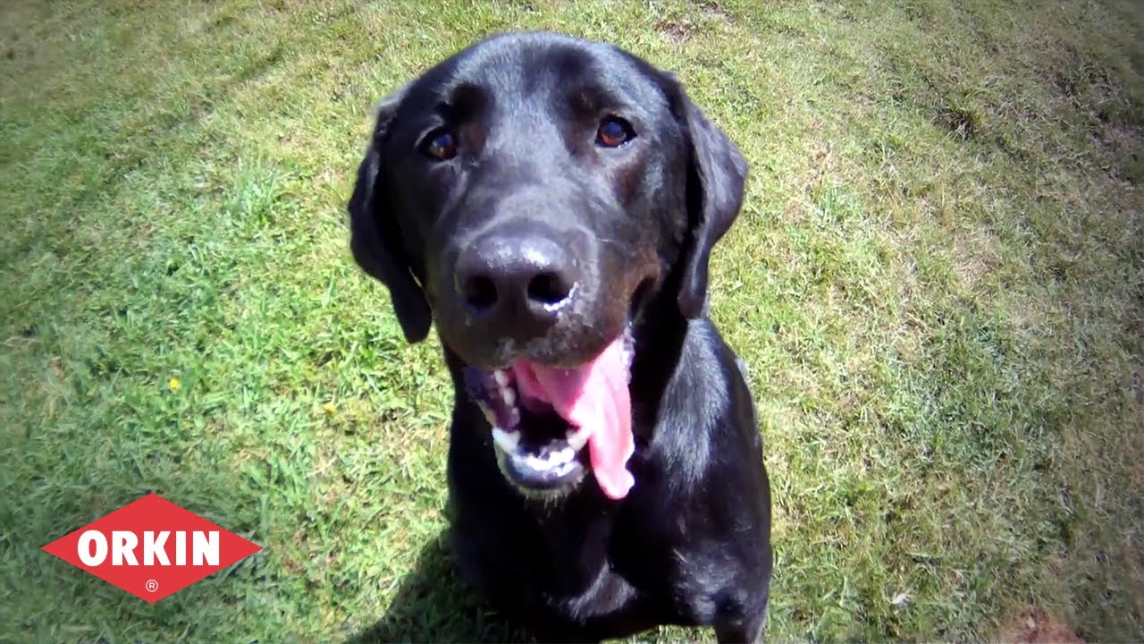 Orkin's Trained Dogs Can Detect Bed Bugs - Orkin for Your Business