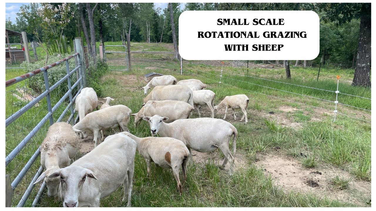 Small Scale Rotational Grazing Using Sheep           #sheep