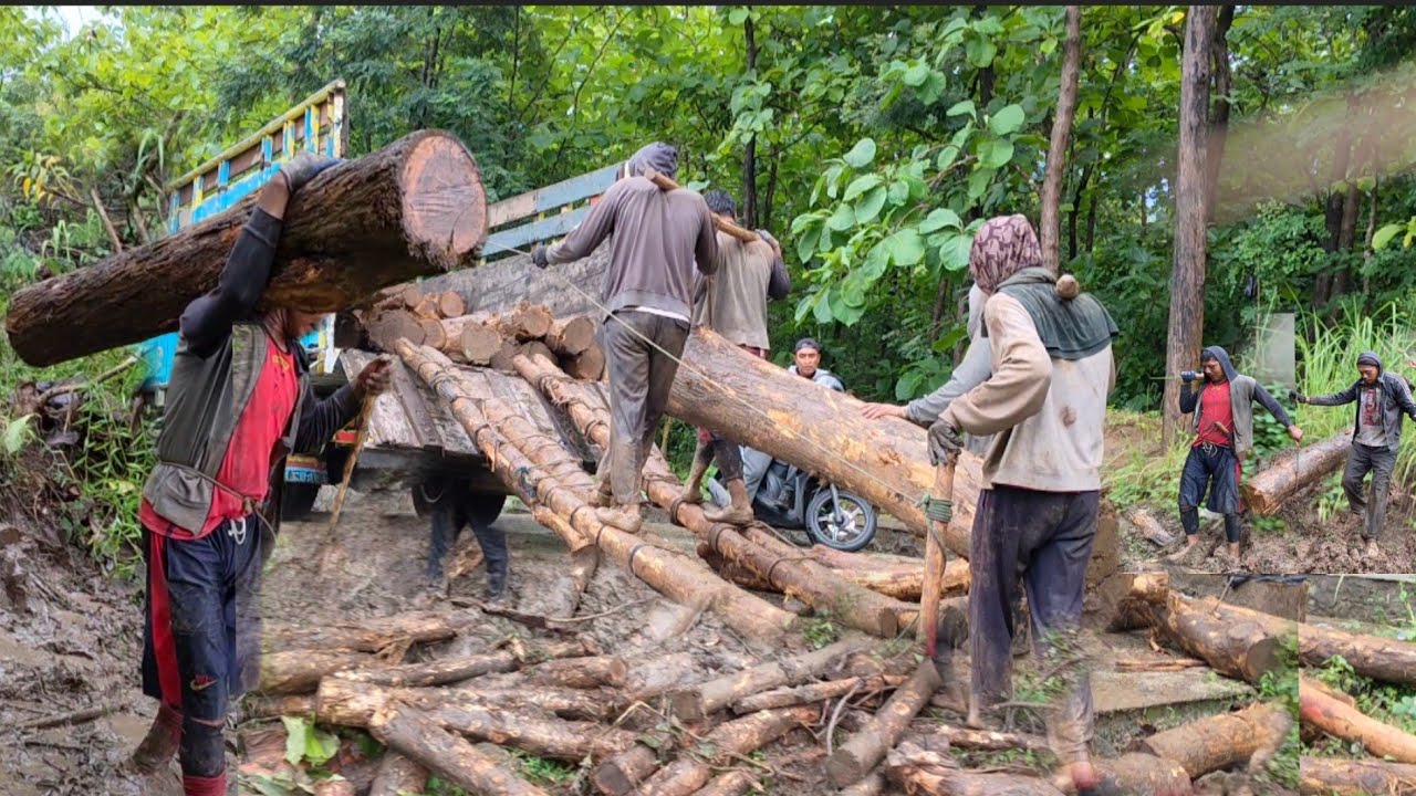 ekstrim..proses muat kayu jati dari lereng gunung jalannya melebihi sawah berlumpur
