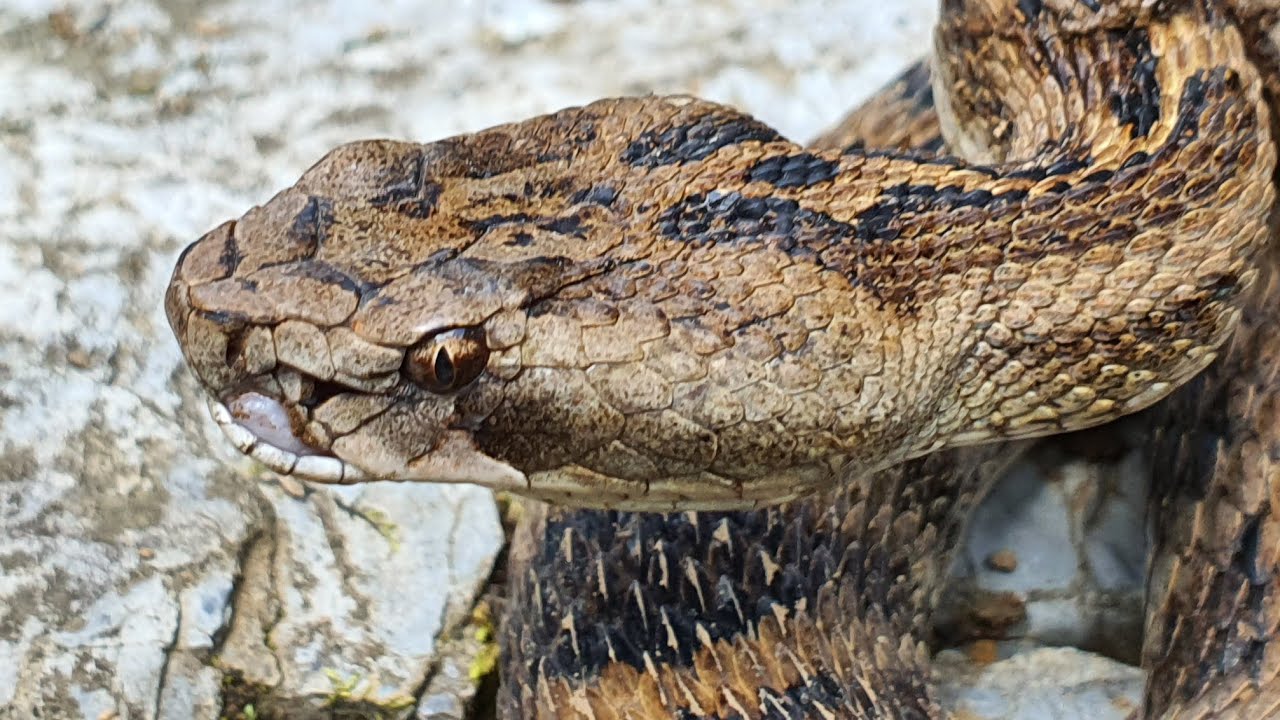 (뱀)화전민 떠난 깊은산속 폐가에는 왕뱀 칠점사 소굴인가 초대형 맹독