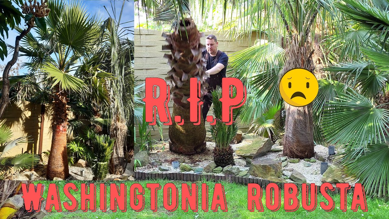 R.I.P. Washingtonia robusta (2024)