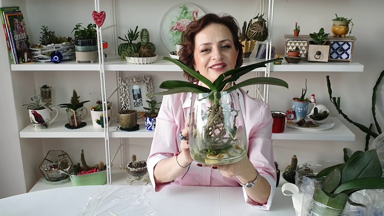 Orkide Bakım; su kültürü
