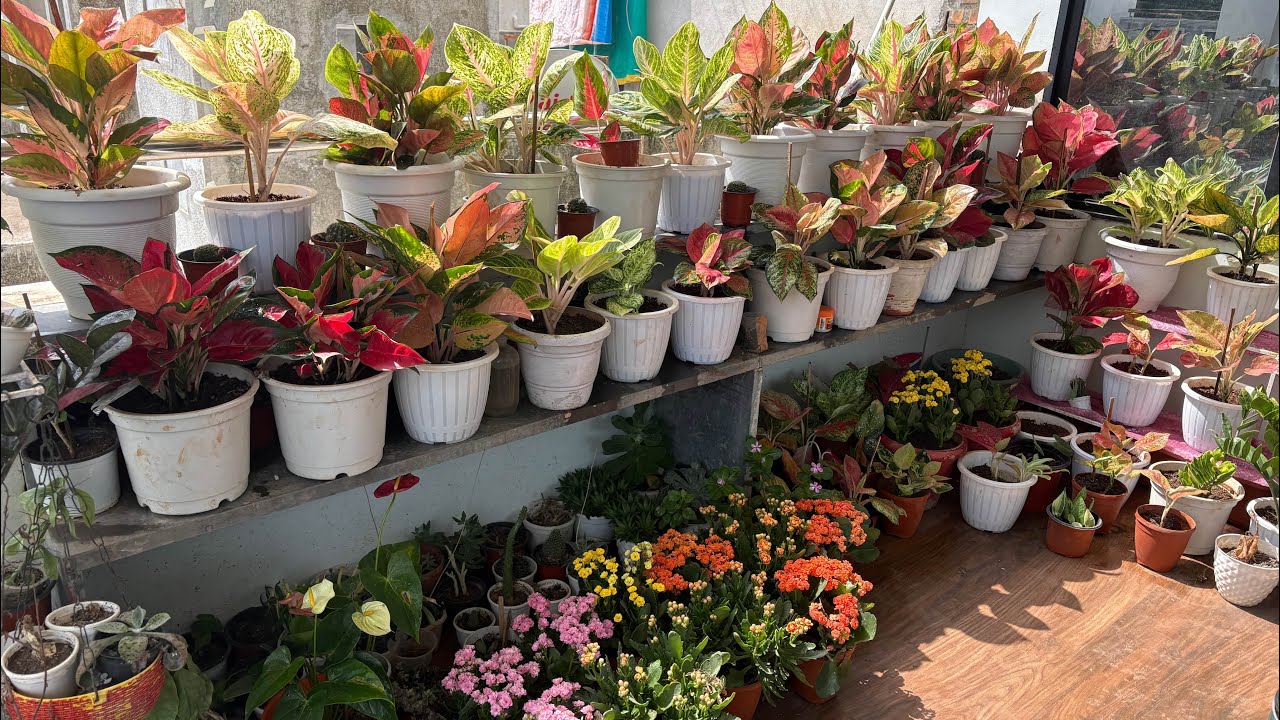 Sunday Terrace Garden Overview 🥰