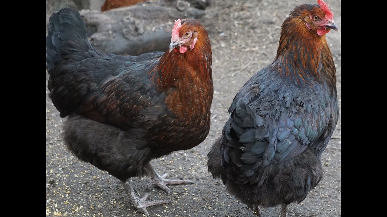 Die Hühnerrasse Marans