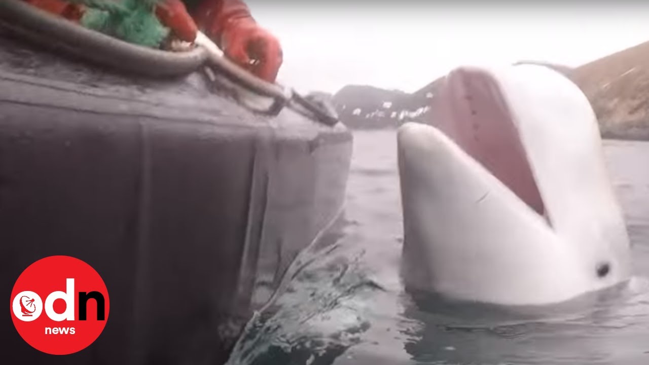 Whale 'trained by Russian military' found off Norway