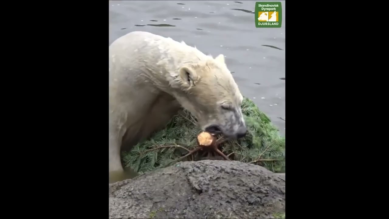 241225 Nuno Nivi Anori Find Fir Tree Fun -Skandinavisk Dyrepark (FB 0112)