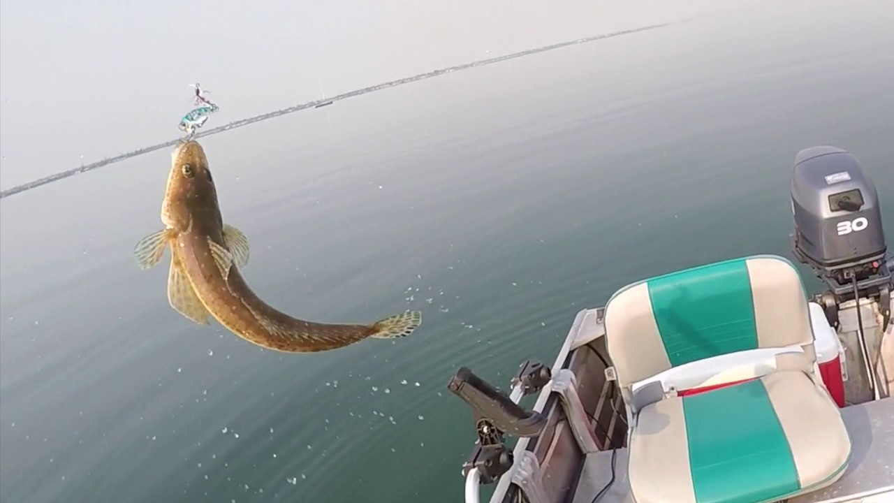 How to Catch Flathead, Port Phillip Bay.