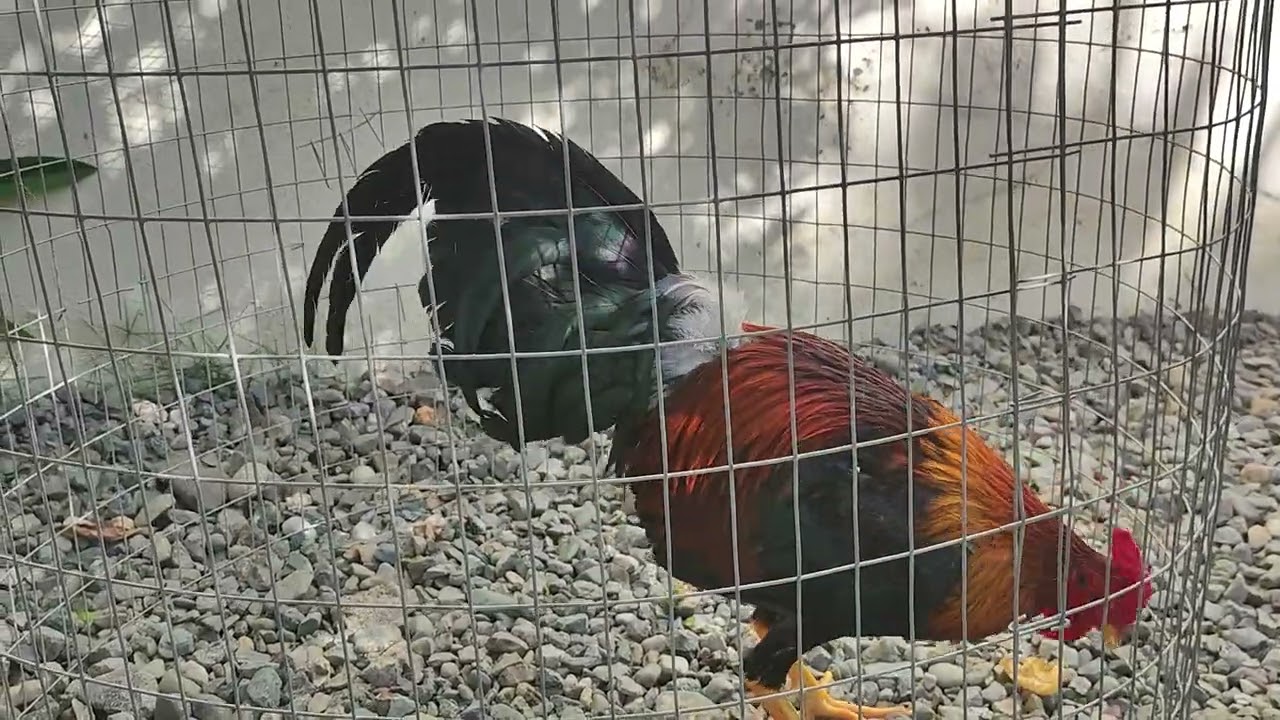 El Ferrari de los gallos