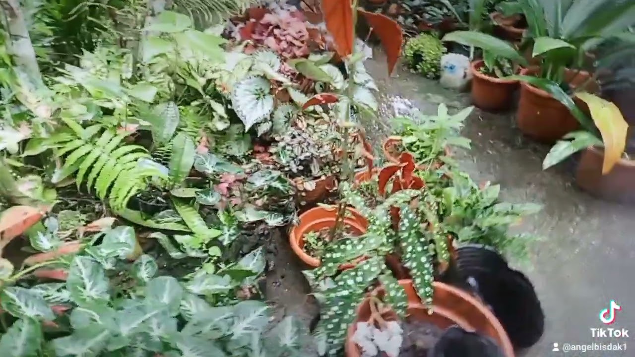 sis noja flowers i