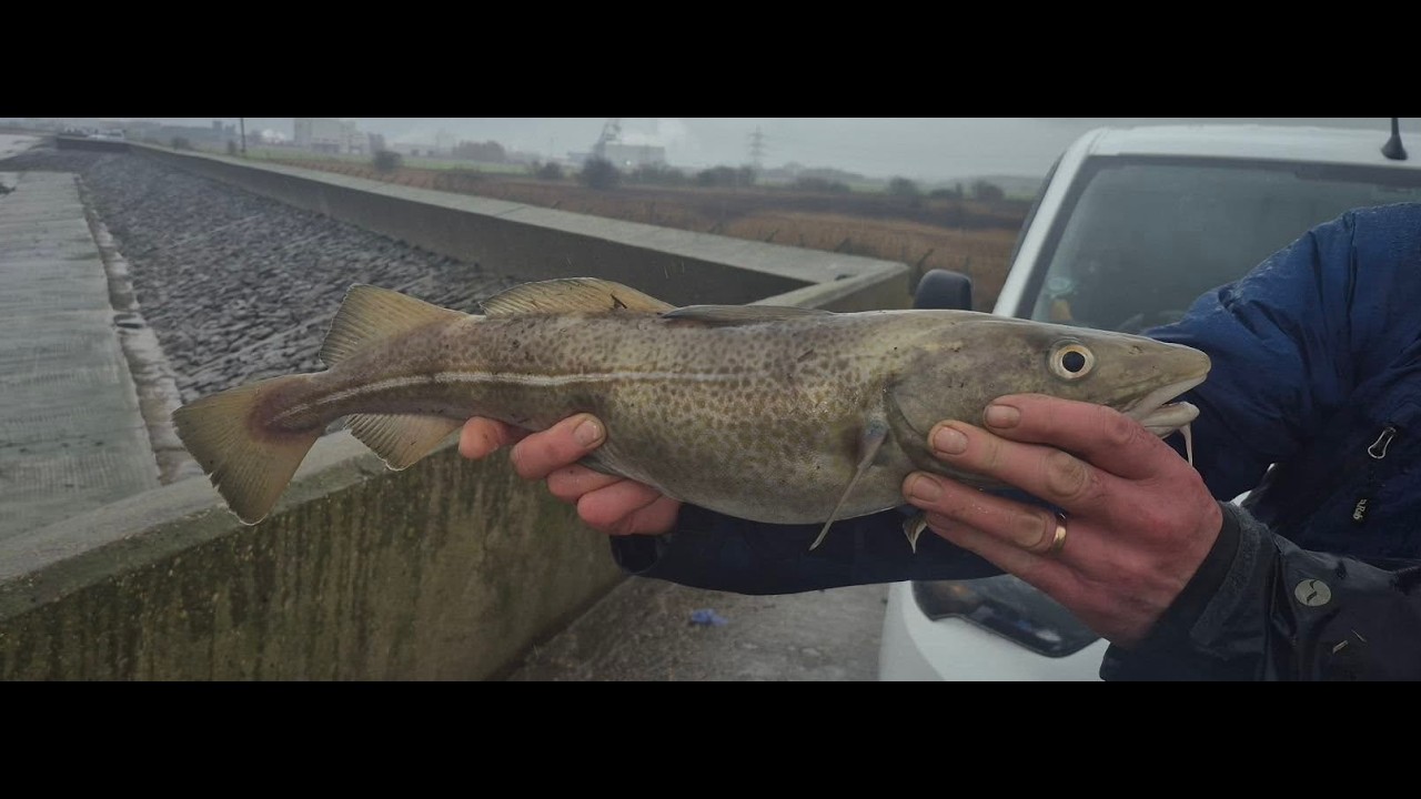 Bay 26 and Les in 27.Another nice codling for Les ...