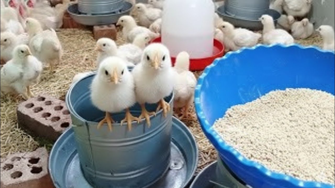 هتأذي فراخك لو غيرت العلف بطريقه غير دي . طريقه تغيير العلف صح علشان تضمن صحه كويسه للكتاكيت