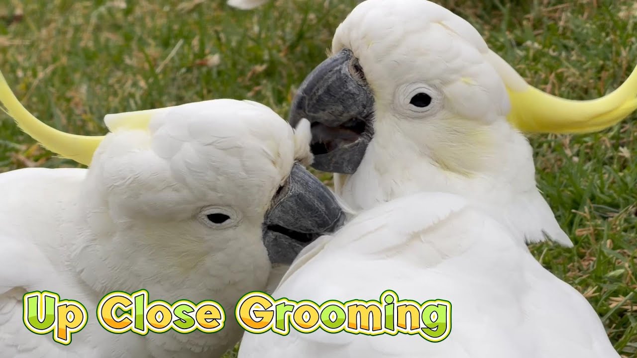 Up Close: Cockatoos Gently Grooming Each Other with Their Tongues 極近距離的理羽時刻｜鳳頭葵花鸚鵡的親密行為