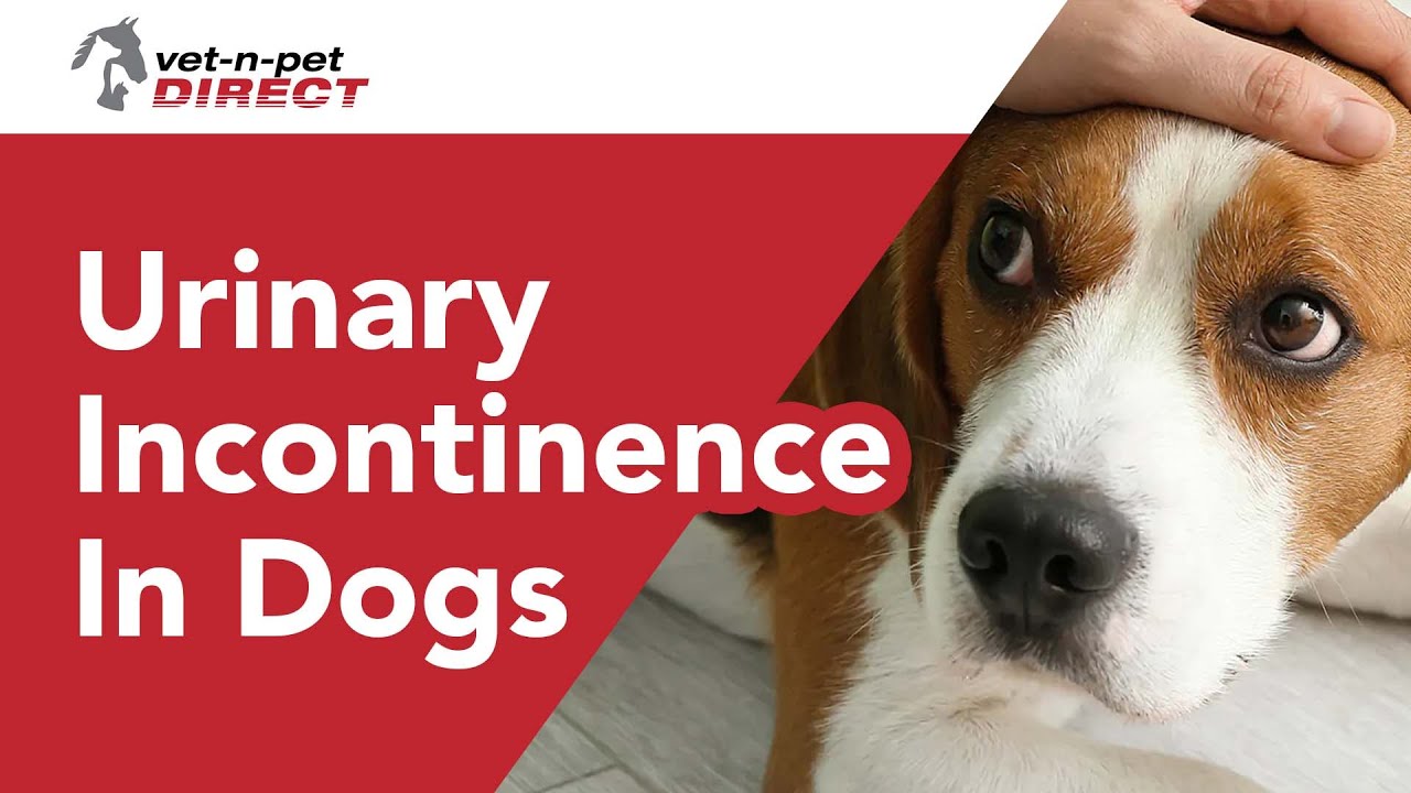 Urinary Incontinence In Dogs