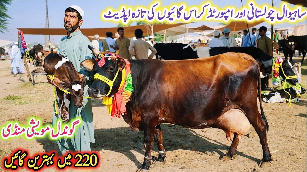 Gondal Mandi latest update 5March 2026!jersey cow for sale in Punjab!latest cow for sale!#cow#farm
