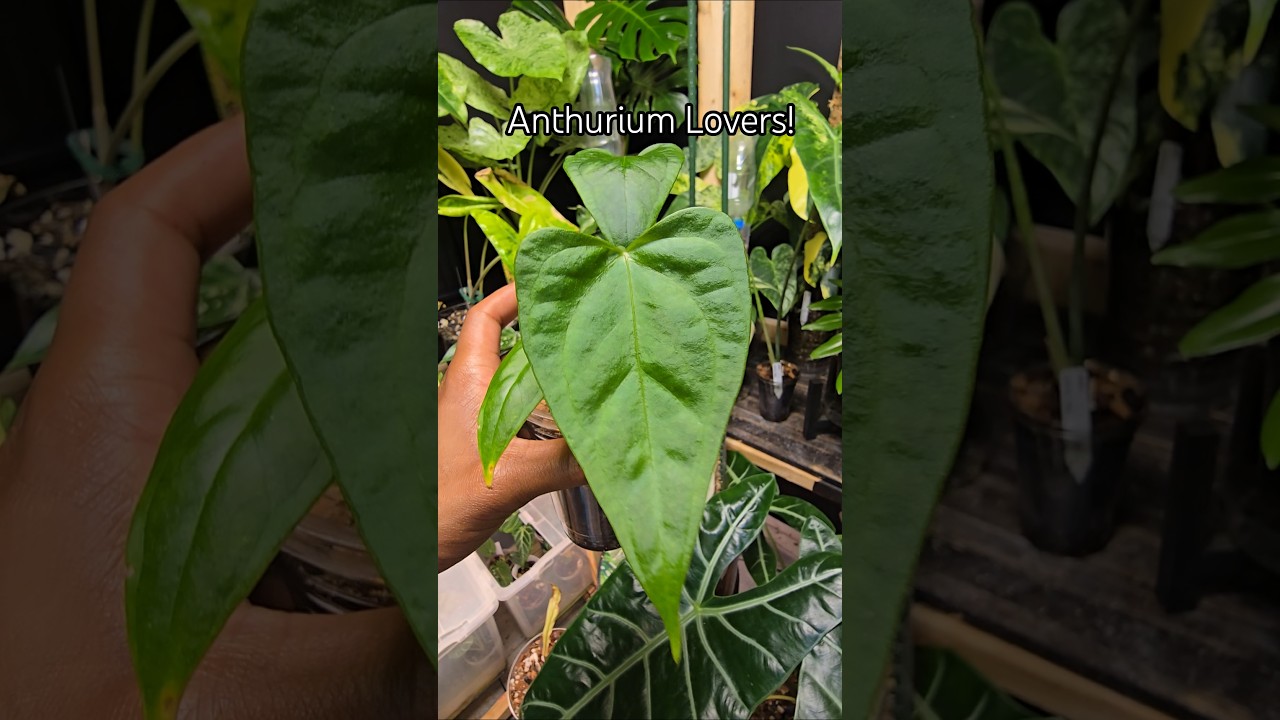 Anthurium Lovers! #lecamagic #plantdad #plantmom #anthurium #anthuriumlovers #anthuriumhybrid #aroid