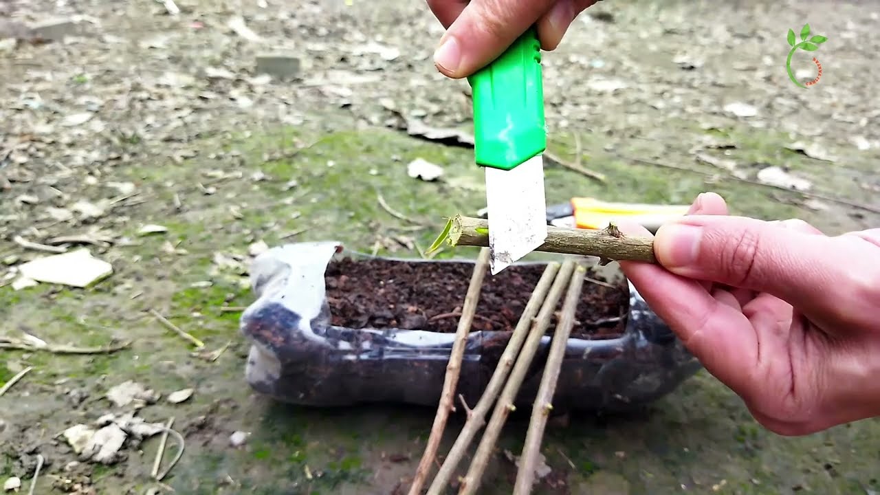 Nar ağacının əkilmə qaydası