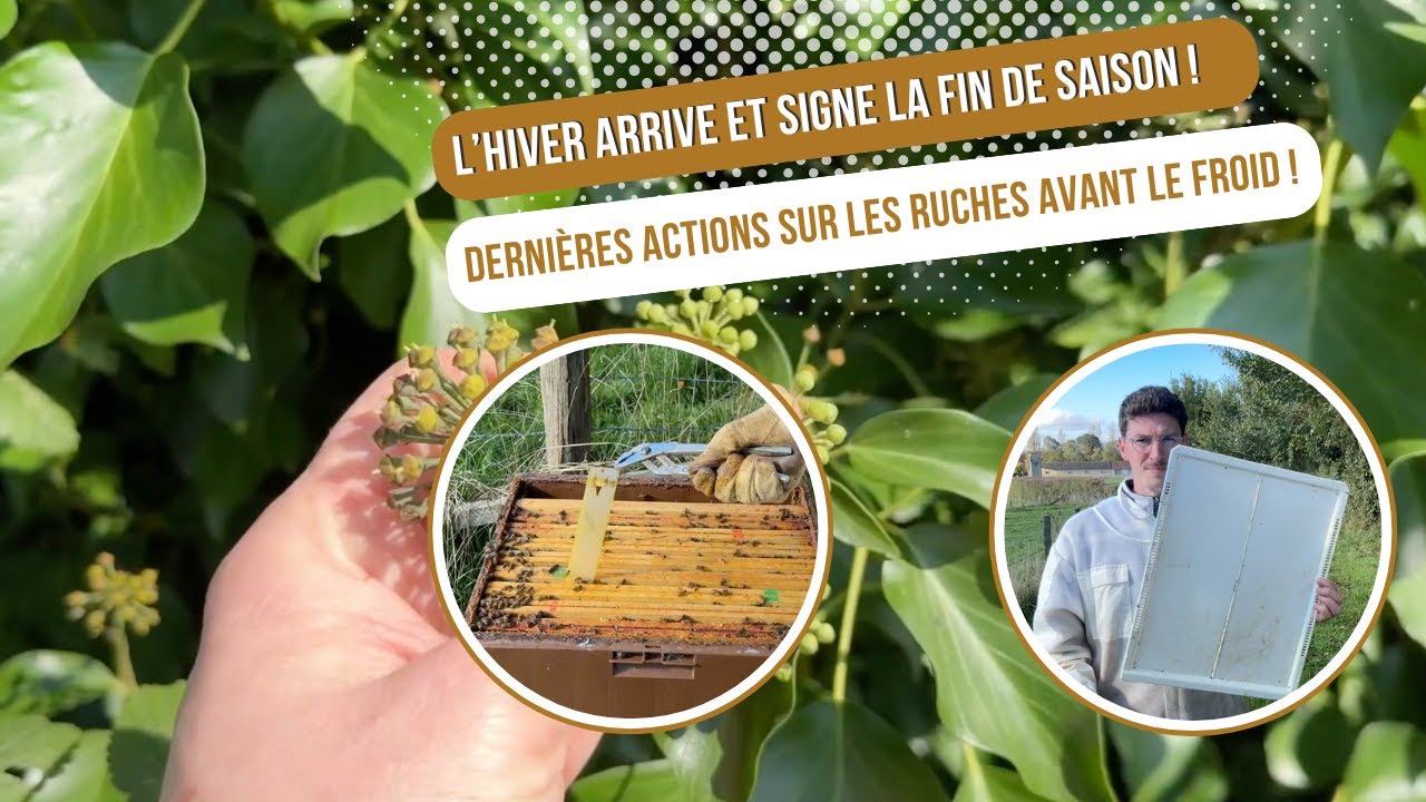 L’hiver arrive : Dernières actions sur les ruches avant le froid ! 🐝❄️ [S03E21]