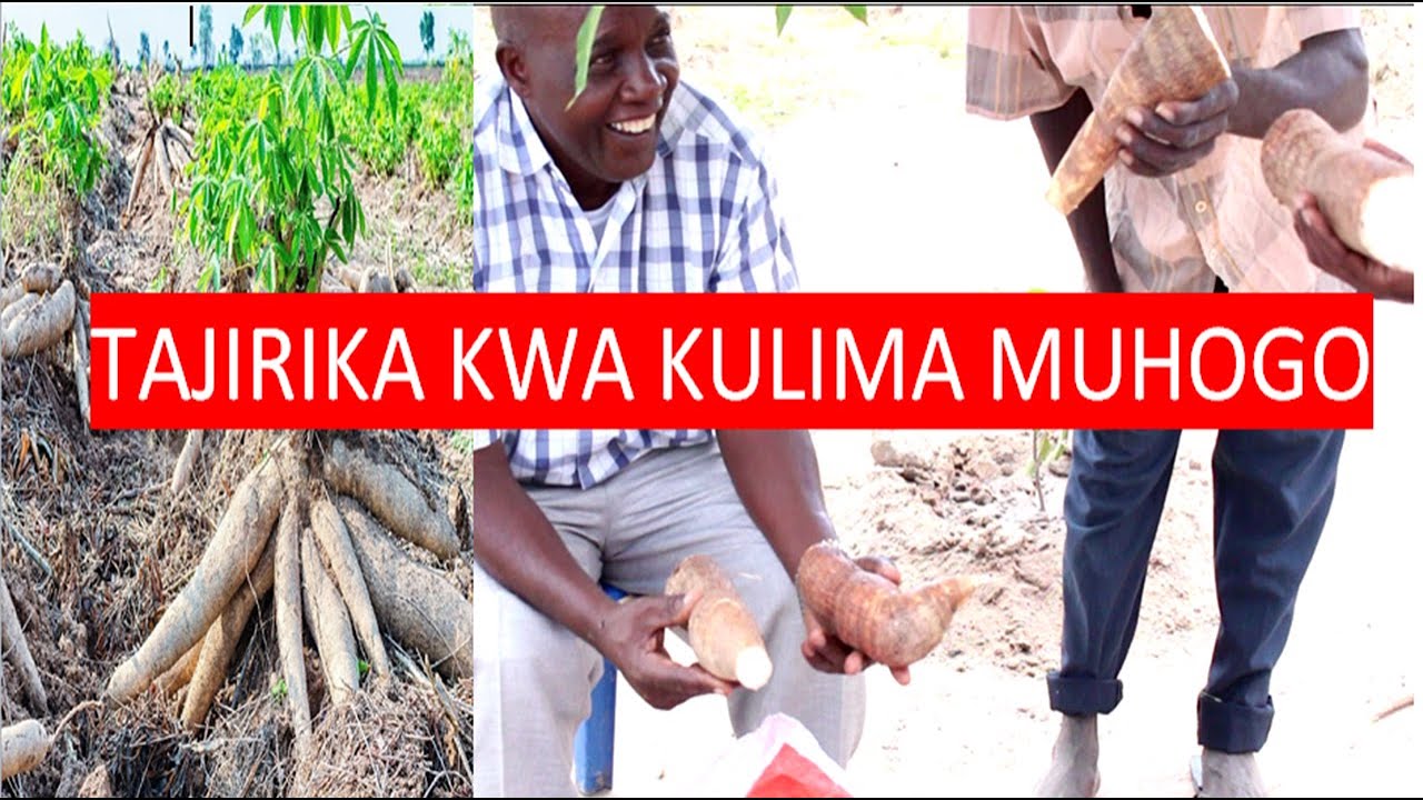 KILIMO BORA CHA MIHOGO(CASSAVA) NA SOKO LAKE.Tajirika leo kwa kulima mihogo