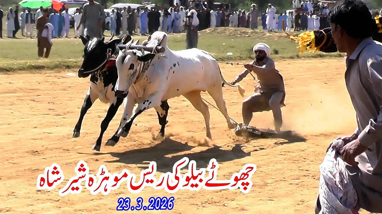 Choty Bailon  Ki Race  ( Mohra Sher Sha ) 23 3 2026 #qazejee 
