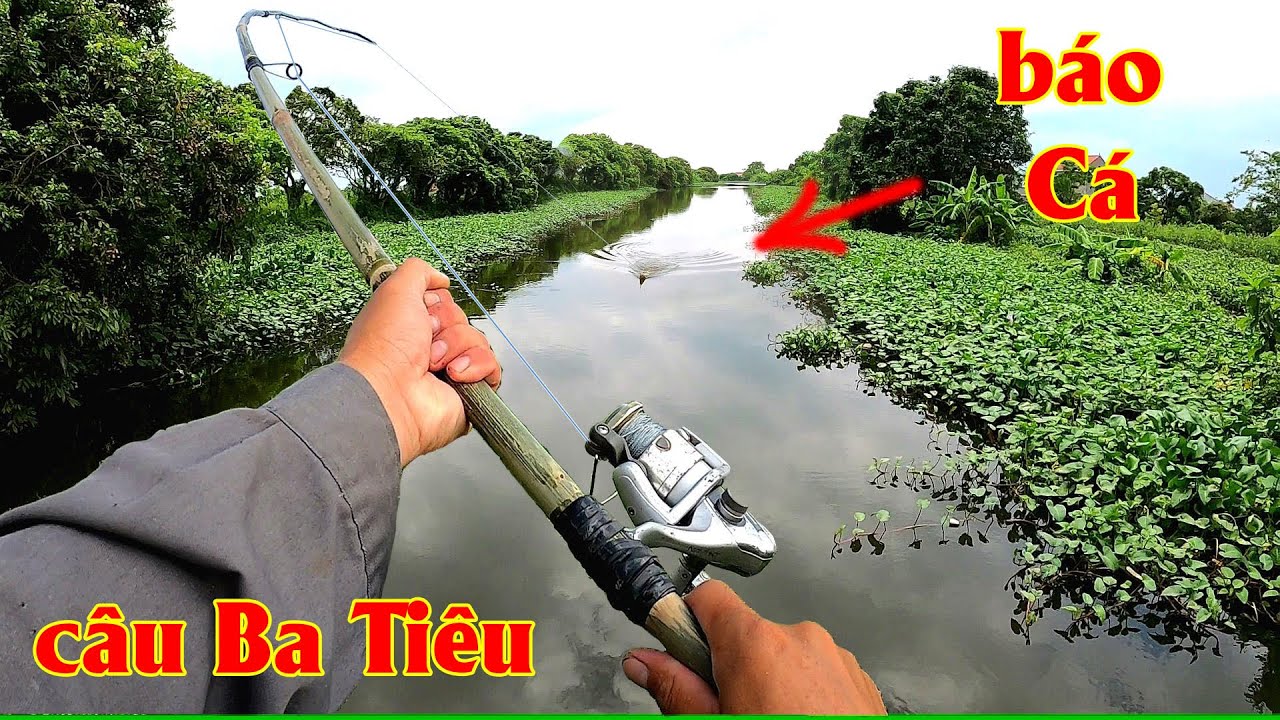 Mang cần Tre ra sông câu Ba Tiêu và cái kết