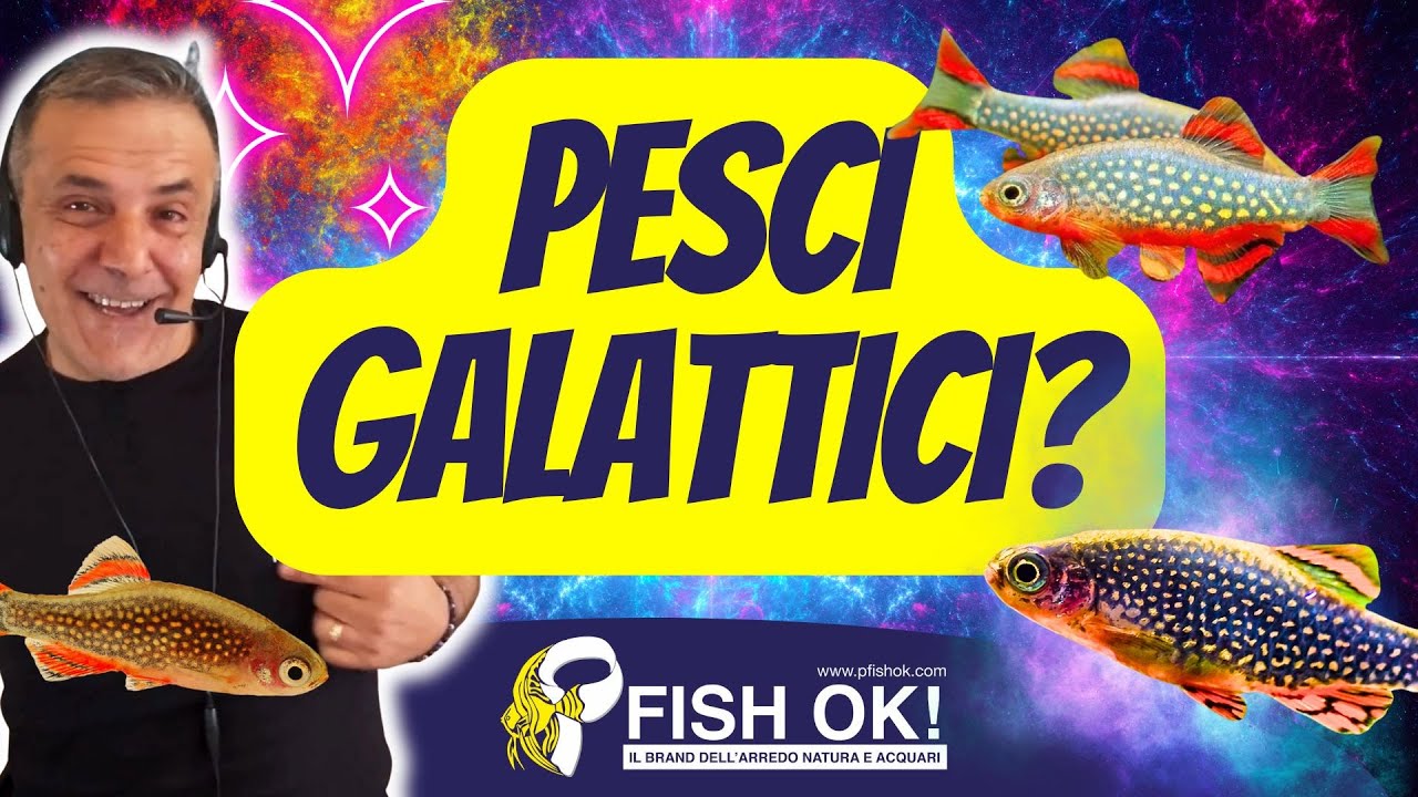 🪐🐟 Pesci Galattici? Scopriamo la MICRORASBORA GALAXY