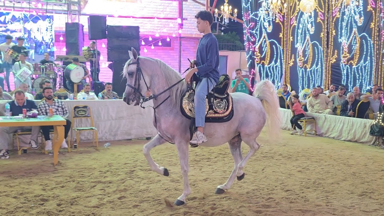 دلع ابو عيده واصغر مدرب خيل محمد هشام سرحان حفلة خالد بر ومحمد محي طنطا 2025