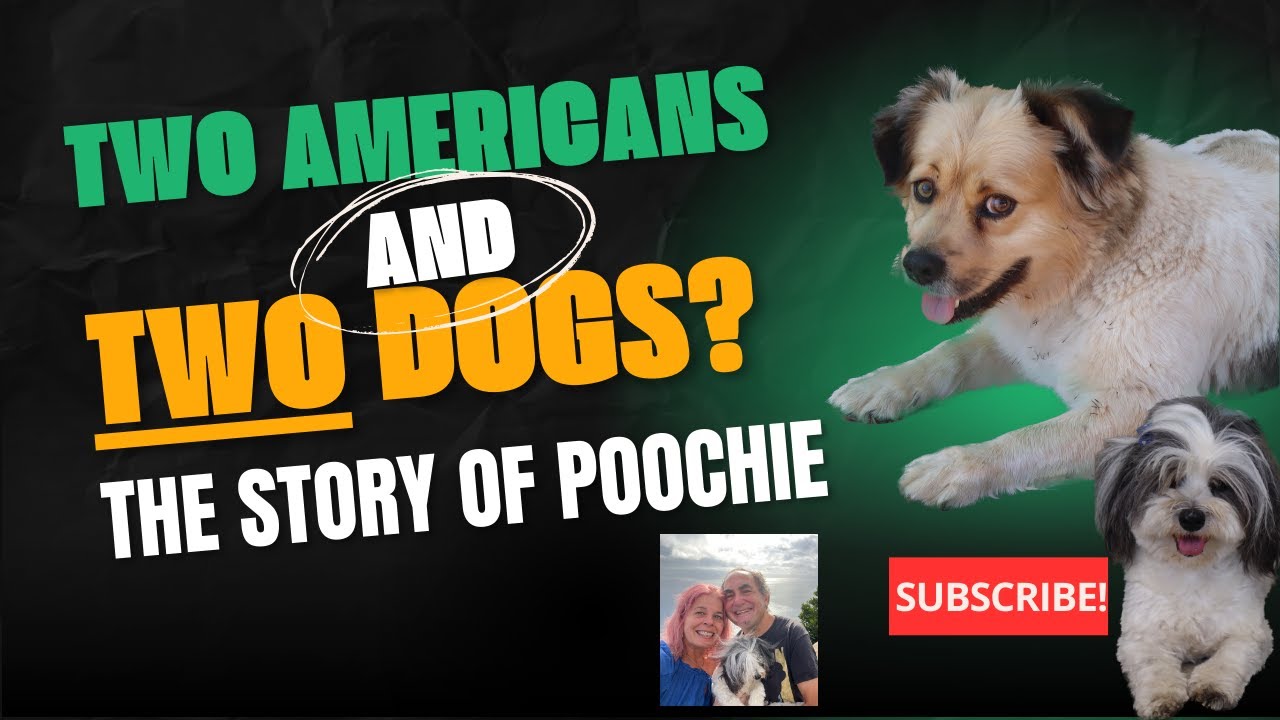 How Poochie Came Into Our New Madeira Life