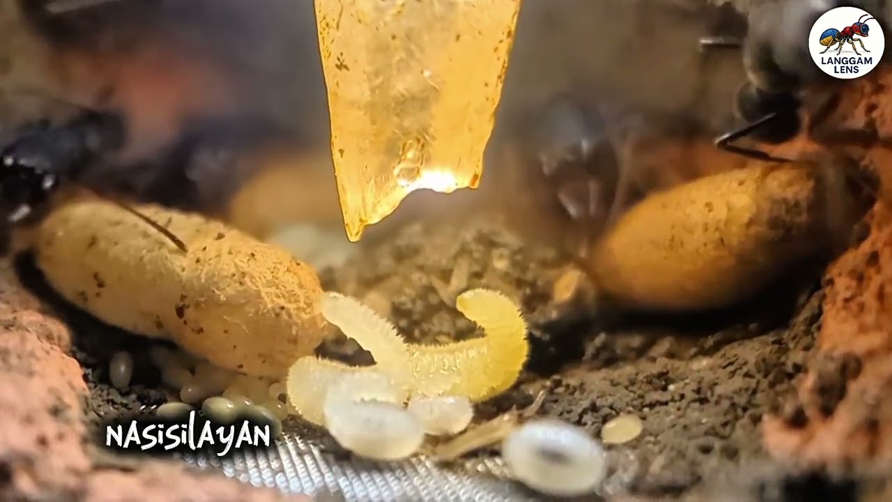 Harpegnathos Venator Larva to Cocoon