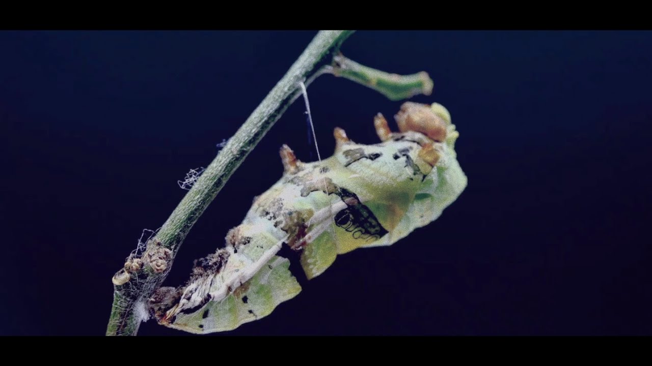 Ambig&uuml;o - Dos (Videoclip Oficial)