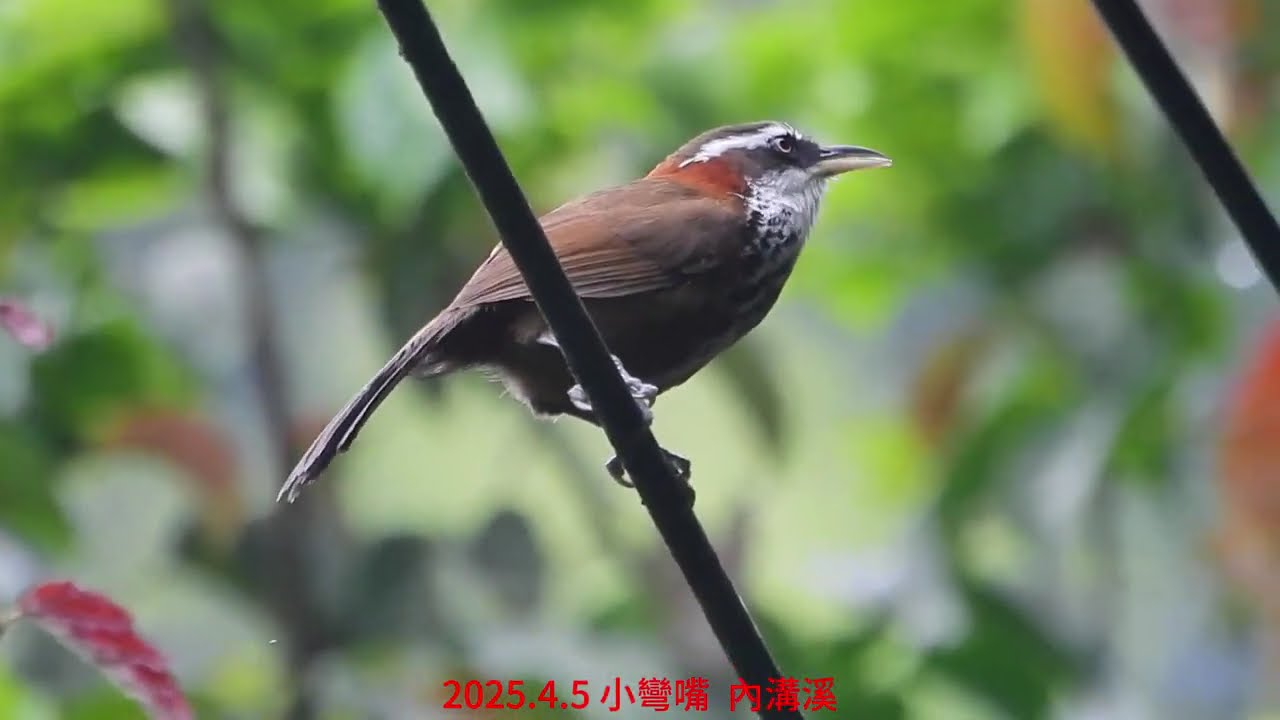 2025.4月5日1 小彎嘴
