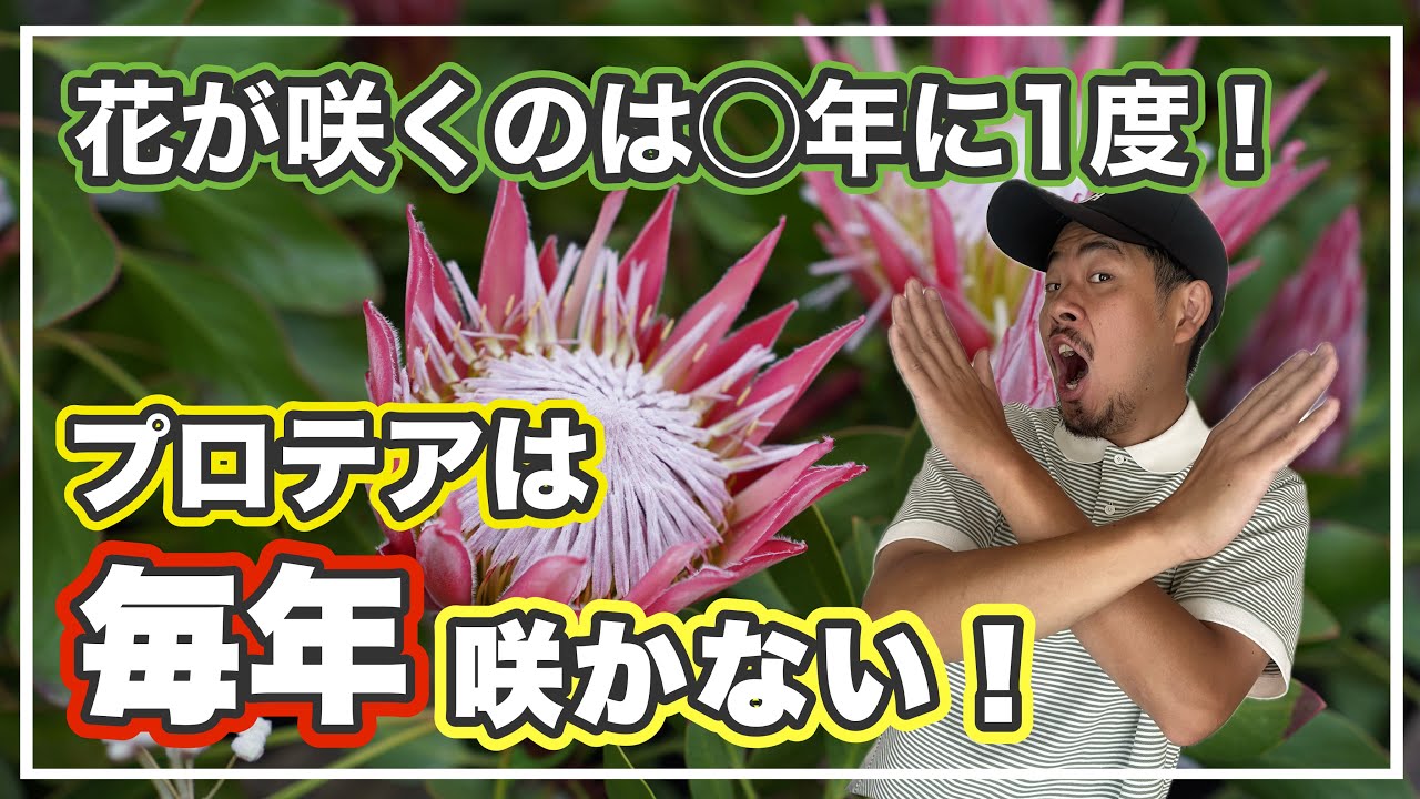 プロテアを毎年咲かせる為の、花芽サイクルを作ろう！【オージープランツ】