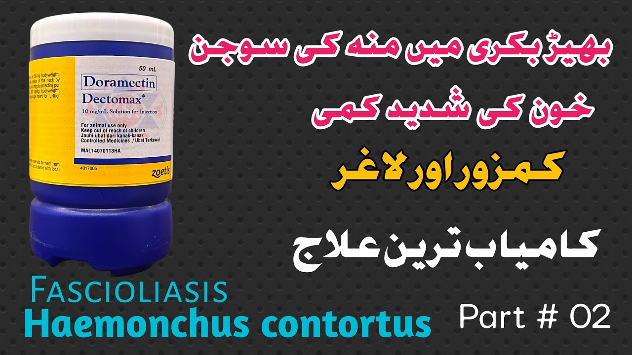 Best Treatment For Liver Fluke In Sheep And Goat | Treatment for گلہڑ in sheep and goat | Gilar