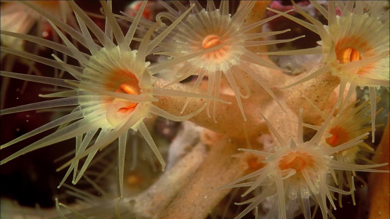Phylum Cnidaria Part 5: Class Anthozoa